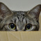 ダンボール猫