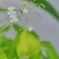 咲く