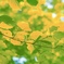 Yellow and green
