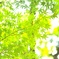 木漏れ日
