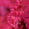 Amaranthus cruentu