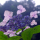 額紫陽花・THE裏モード