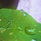 雨の日の雫