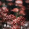 ✿  Red spider lily… ‪✿