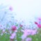 花鳥霧～内山牧場大コスモス園