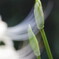 gentle touch
