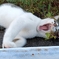 ふぁ〜。おはよ～