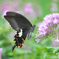 insect photo
