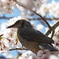 春の囀り