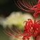 秋華　４
