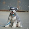 犬