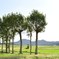 夏井のハザ木　DSC_1191