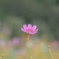 秋桜