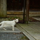 梅宮大社の神社猫（白い神使）
