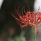 孤高の曼珠沙華