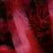 曼珠沙華
