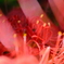 曼珠沙華2