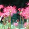 天界に咲く花よ*