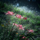Lycoris