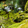寺院の池
