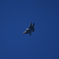 2024 三沢基地航空祭 F-35 PMフライト その4