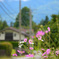 Z05_5163 (1)
