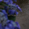 雨とアジサイ