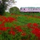 樽見鉄道花景色