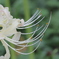 曼珠沙華(まんじゅしゃげ)の花弁