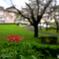曼珠沙華が公園に一本咲いていました