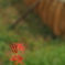 初秋　彼岸花