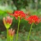 葉のない花
