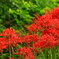 曼殊沙華