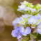 秋を探して見つけた紫陽花