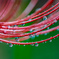 rain drops