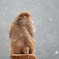 雪は降る～