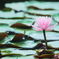 Water Lily