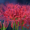 紅く咲く花