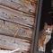 網戸から覗くにゃん