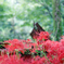 彼岸花1