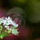 にらの花