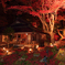 紅葉先取りⅢ