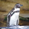 ペンギンちゃま