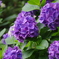 紫陽花