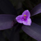 一輪の花