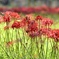  彼岸花咲く里