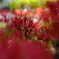 曼珠沙華3