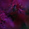 曼珠沙華4