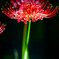 彼岸花の花火