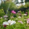 順光に輝く花々